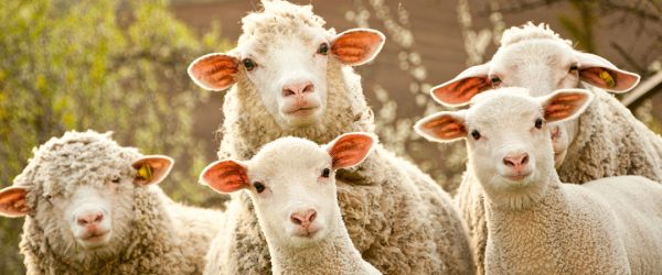 MCOW-Event-Albschaeferweg-_AdobeStock-42956760_Sheeponpasture MCOW-Event-Albschaeferweg-_AdobeStock-42956760_Sheeponpasture